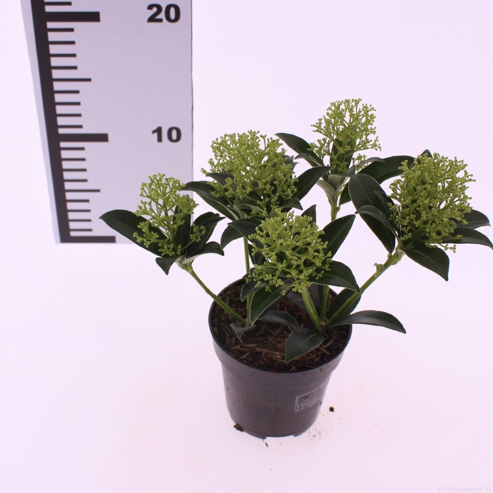Picture of Skimmia jap. 'Marlot'