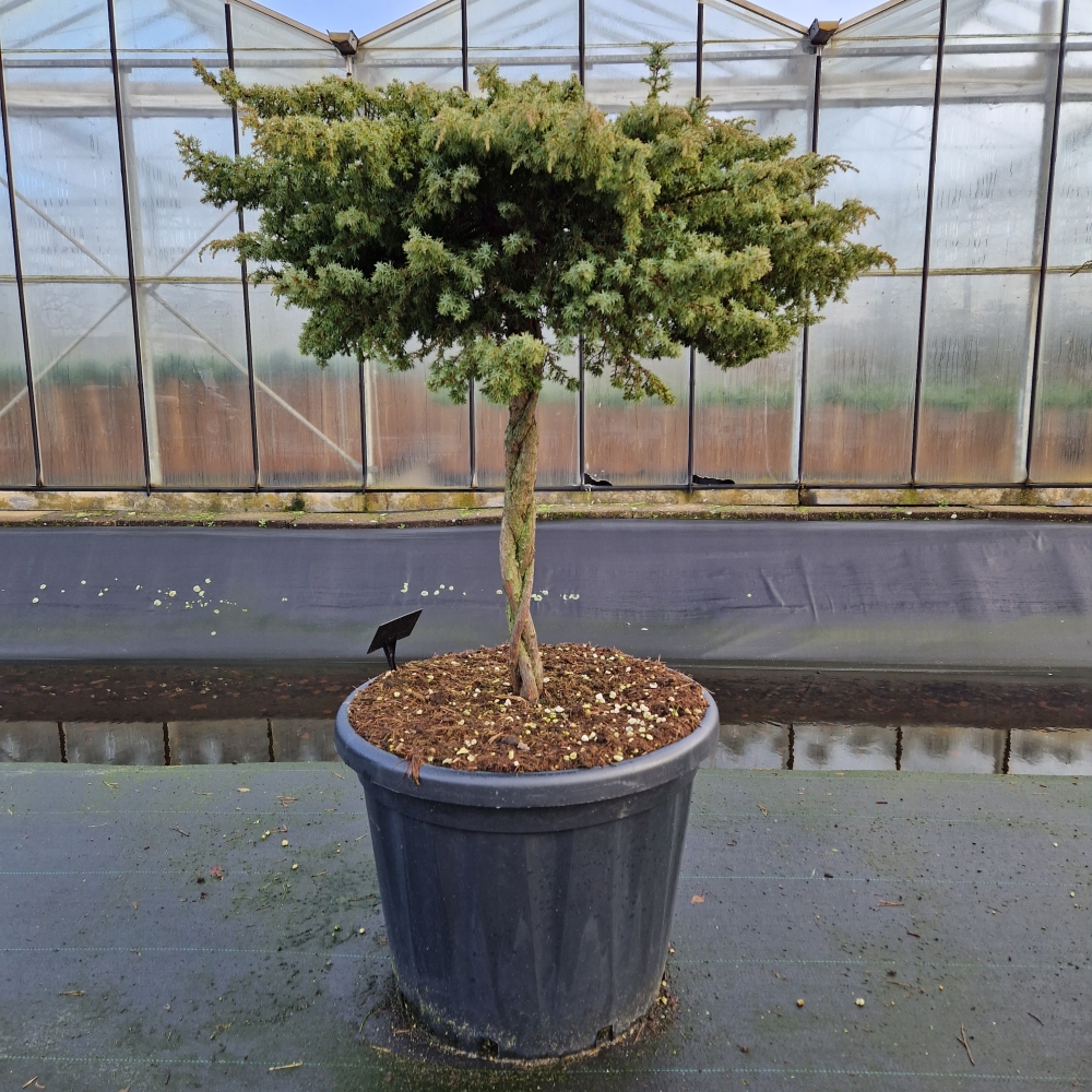 Picture of Juniperus comm. Green Carpet C80 80/STD (LOOSE)