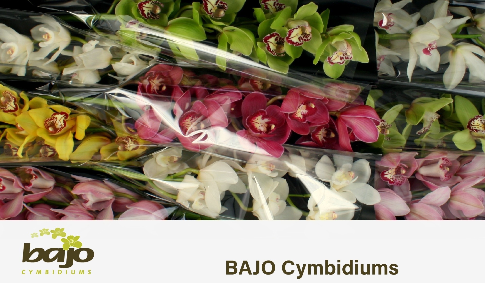 Cymbidium Asst 9bl