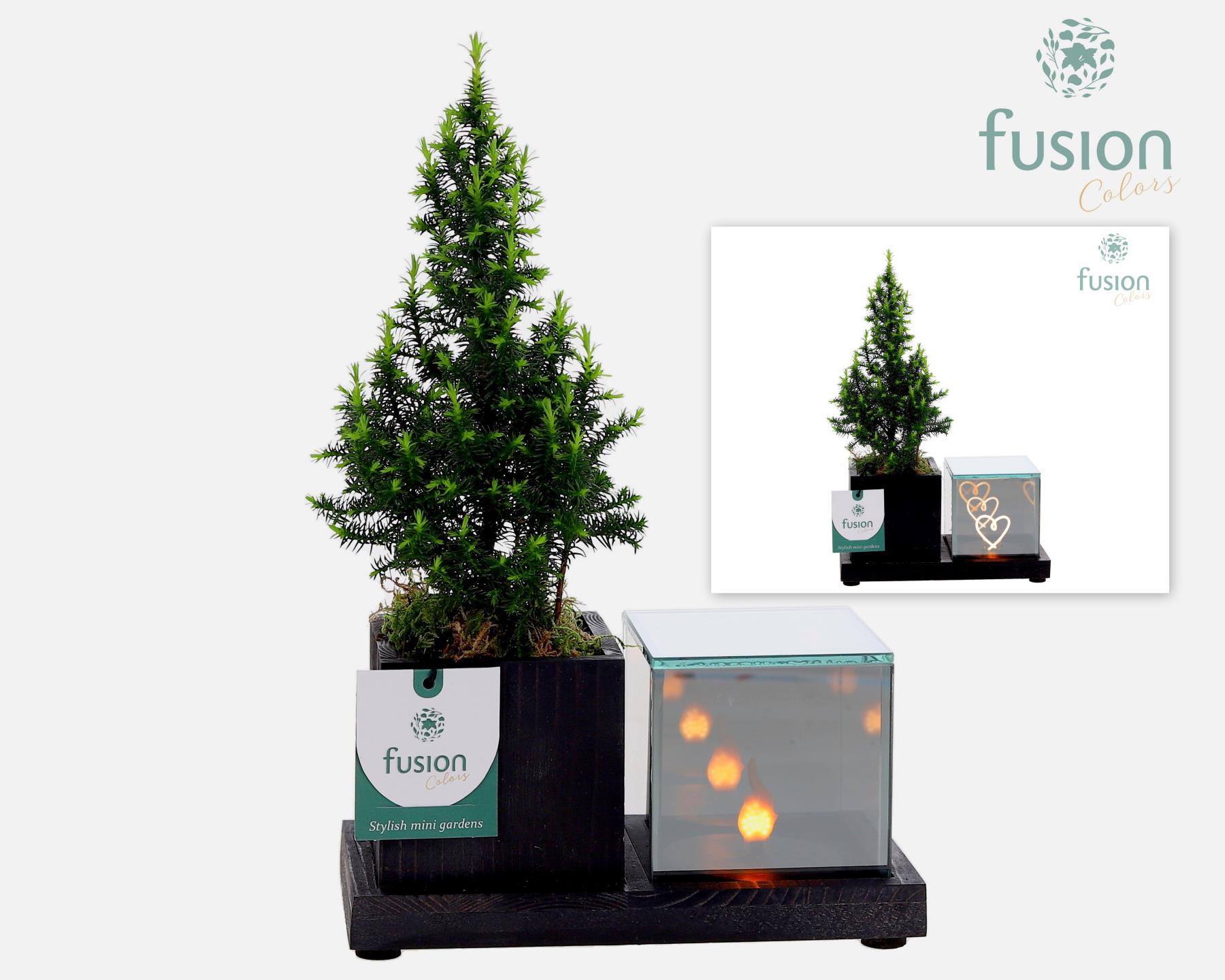 Picture of X-Mas arrangement Elegant LED woodenplanter with Chamaecyparis FC-24.0825FDH P19 29CM