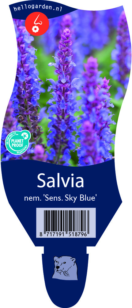 Salvia nem. 'Sens. Sky Blue'
