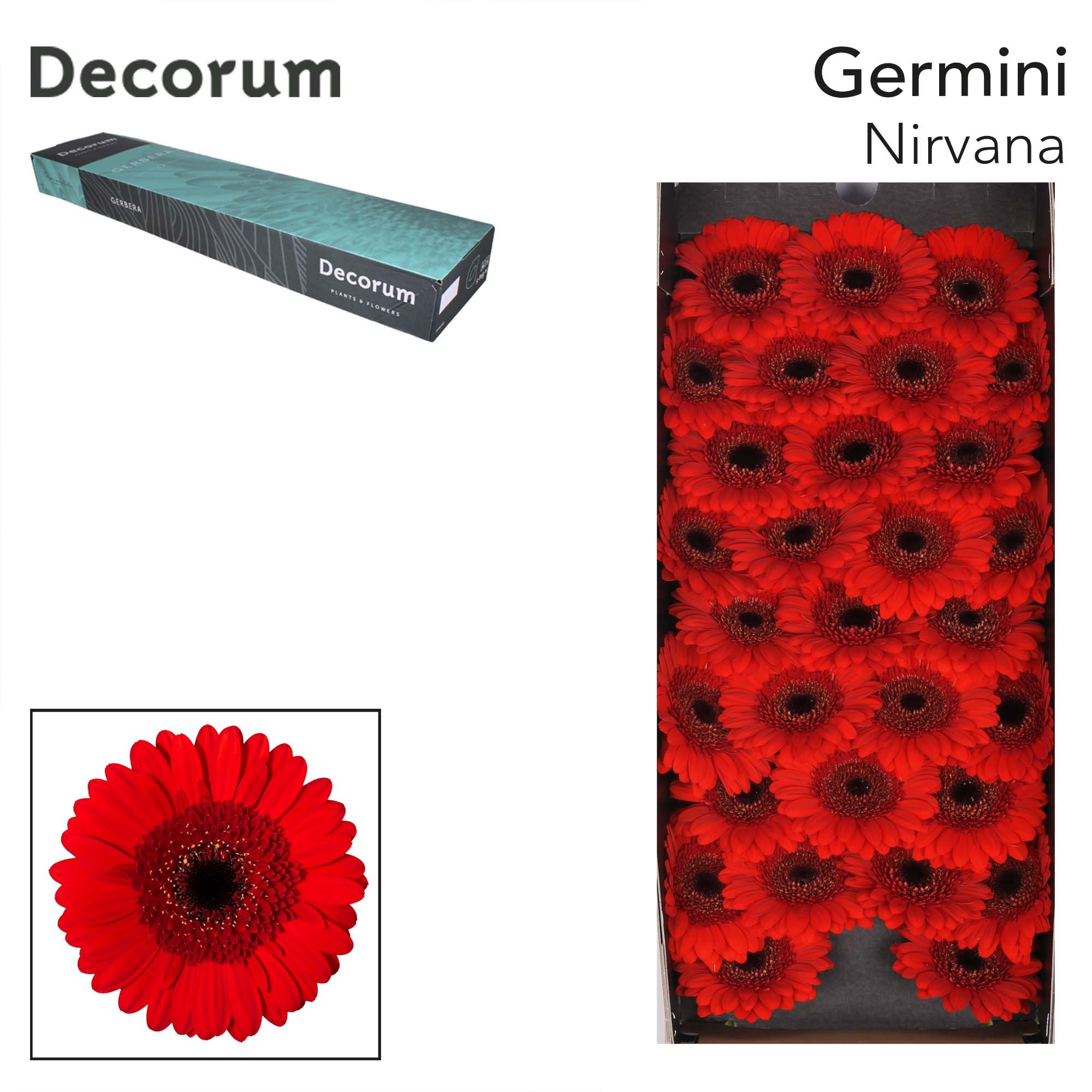 Ge Mi Nirvana