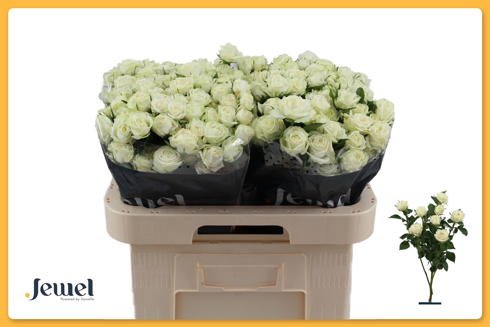 Rosa S Pr Milky Way 60cm