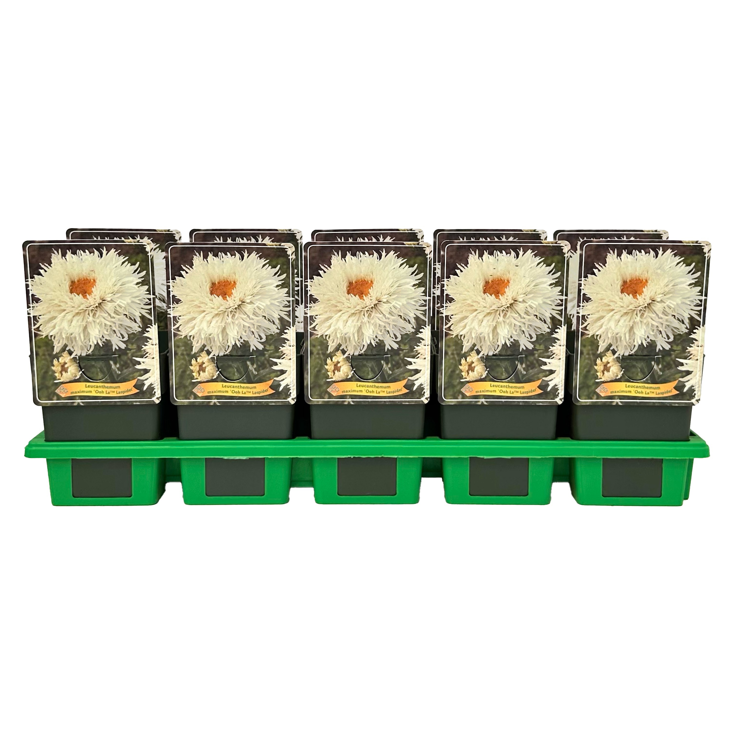 Leucanthemum maximum 'Ooh La laspider'