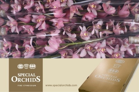 Cymbidium Cocktail 12/15bl