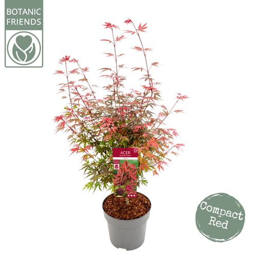 Acer palm. 'Shaina' p29 Son