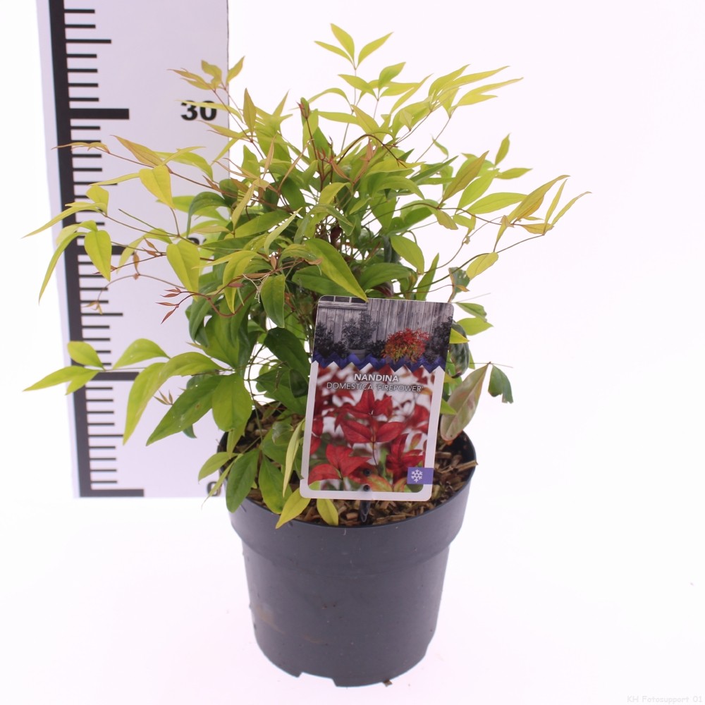 Picture of Nandina domestica 'Firepower'