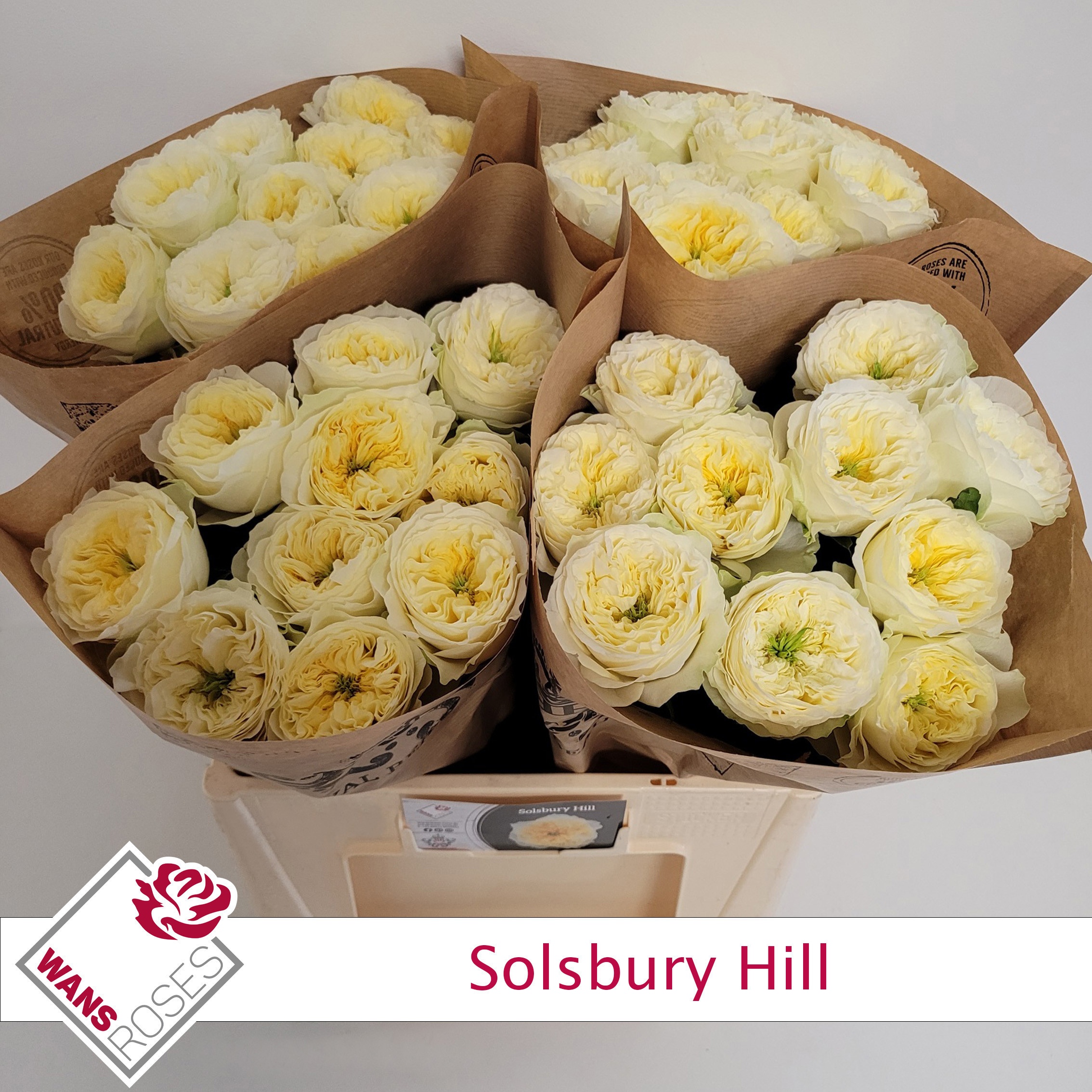 Rosa Garden Solsbury Hill 60cm