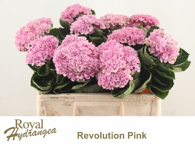Hydrangea Revolution Pink 50cm 13Ø