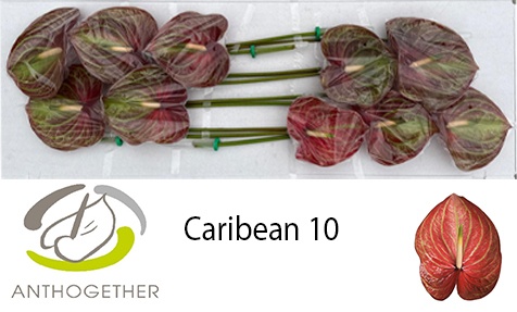 Anth A Caribean