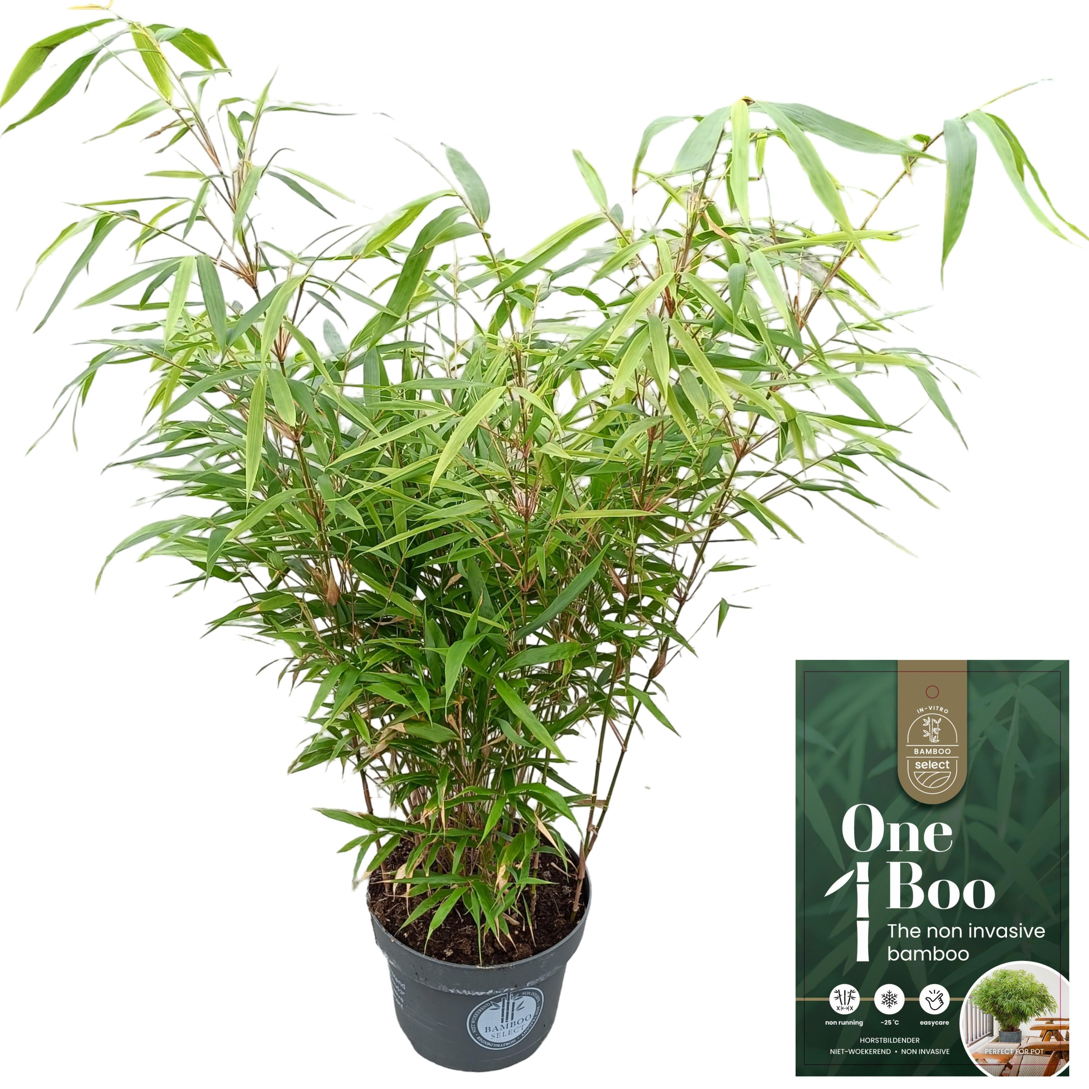 Picture of Fargesia robusta 'Formidable' C5