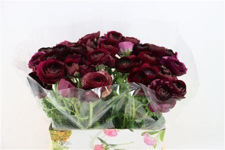 Ranunculus 40cm
