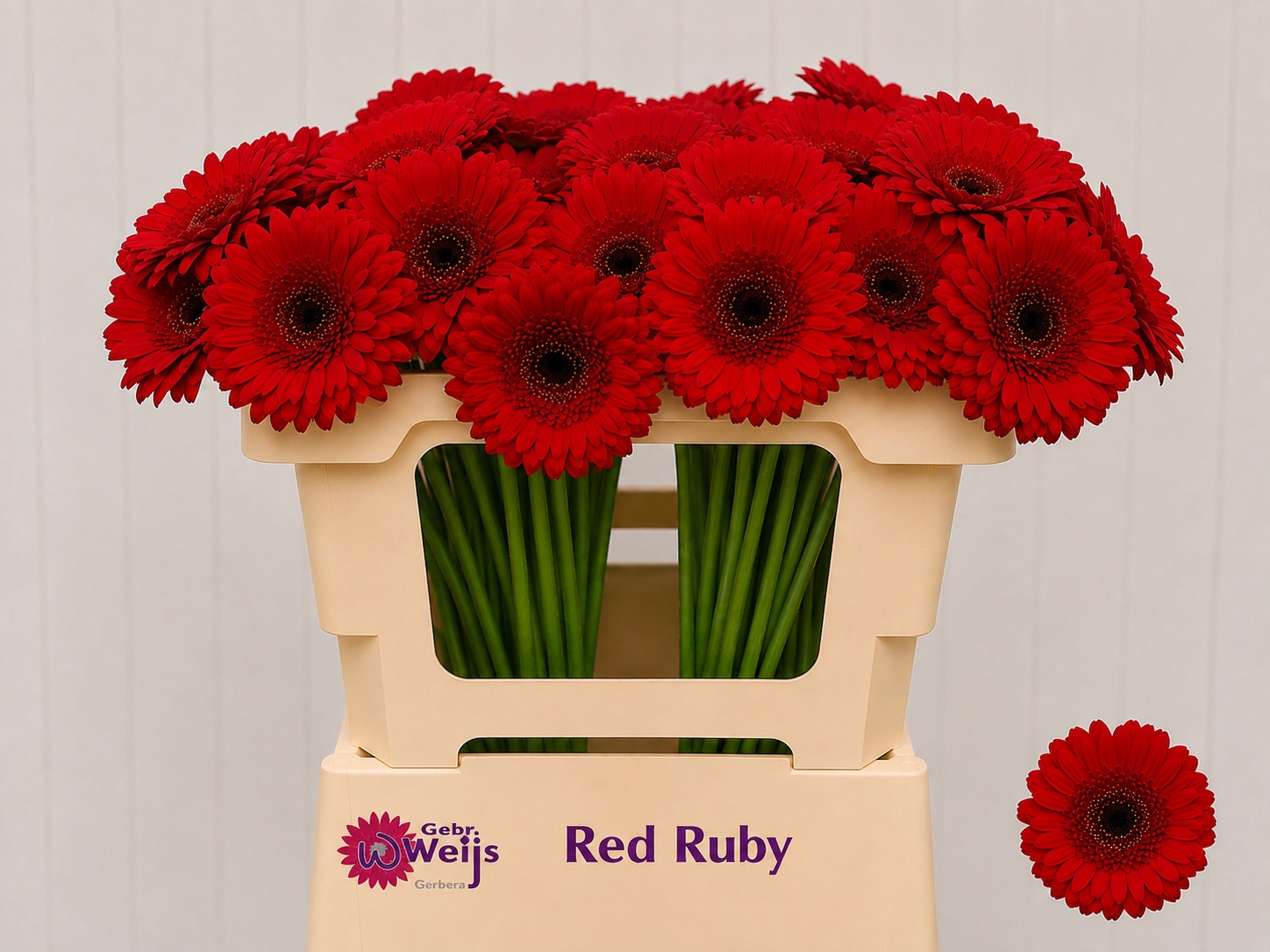 Germini Red Ruby 50cm 7Ø
