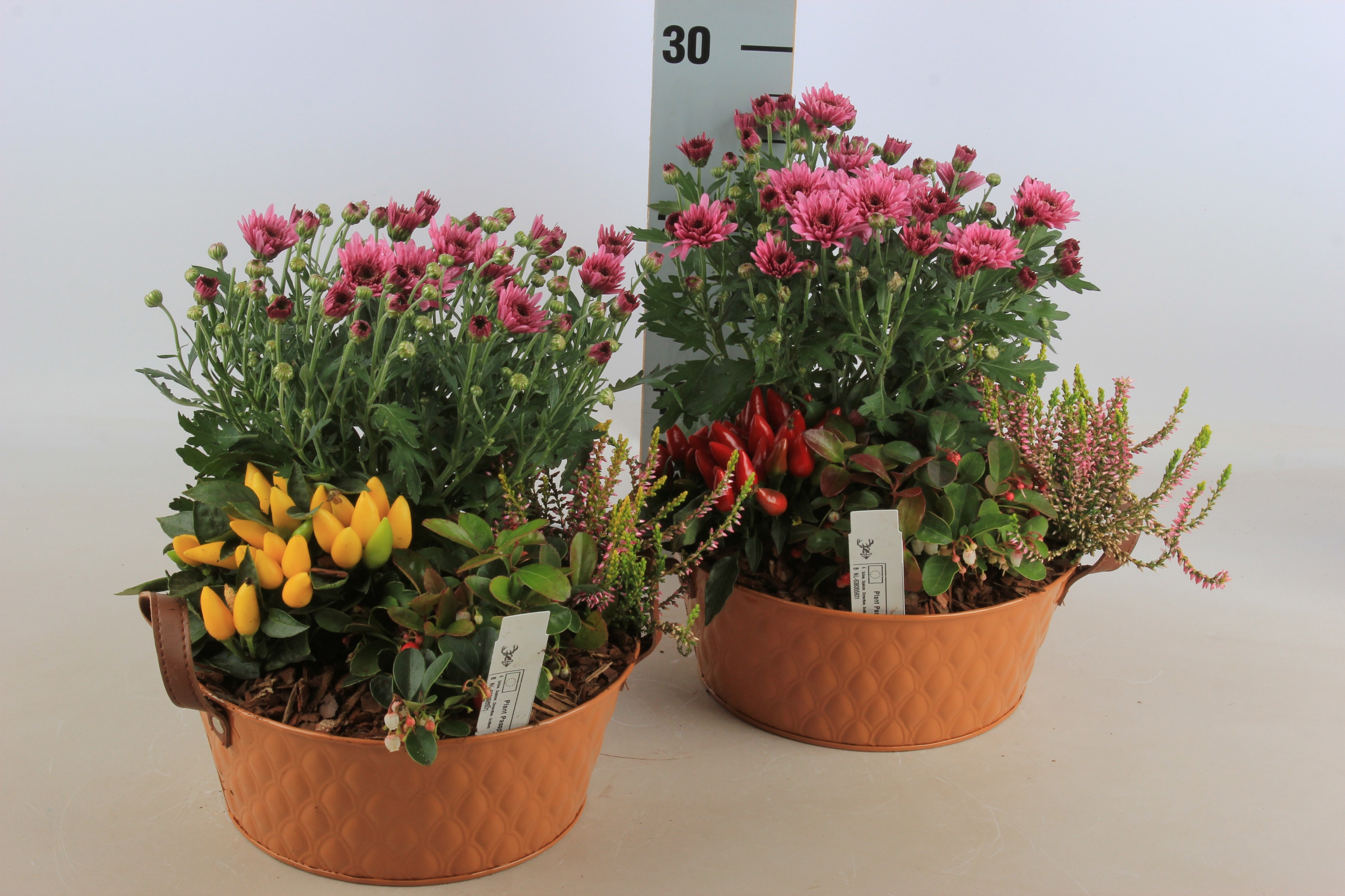 Arr Tuinplanten 23P 20cm 12bloei