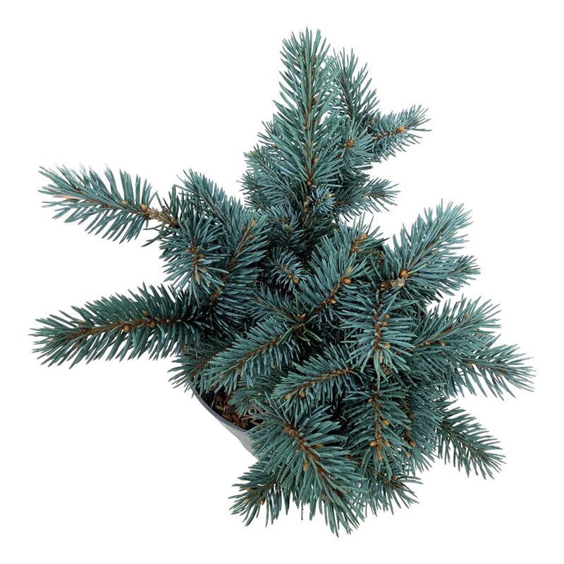 Picture of Picea pung. 'Karpaten' -R-