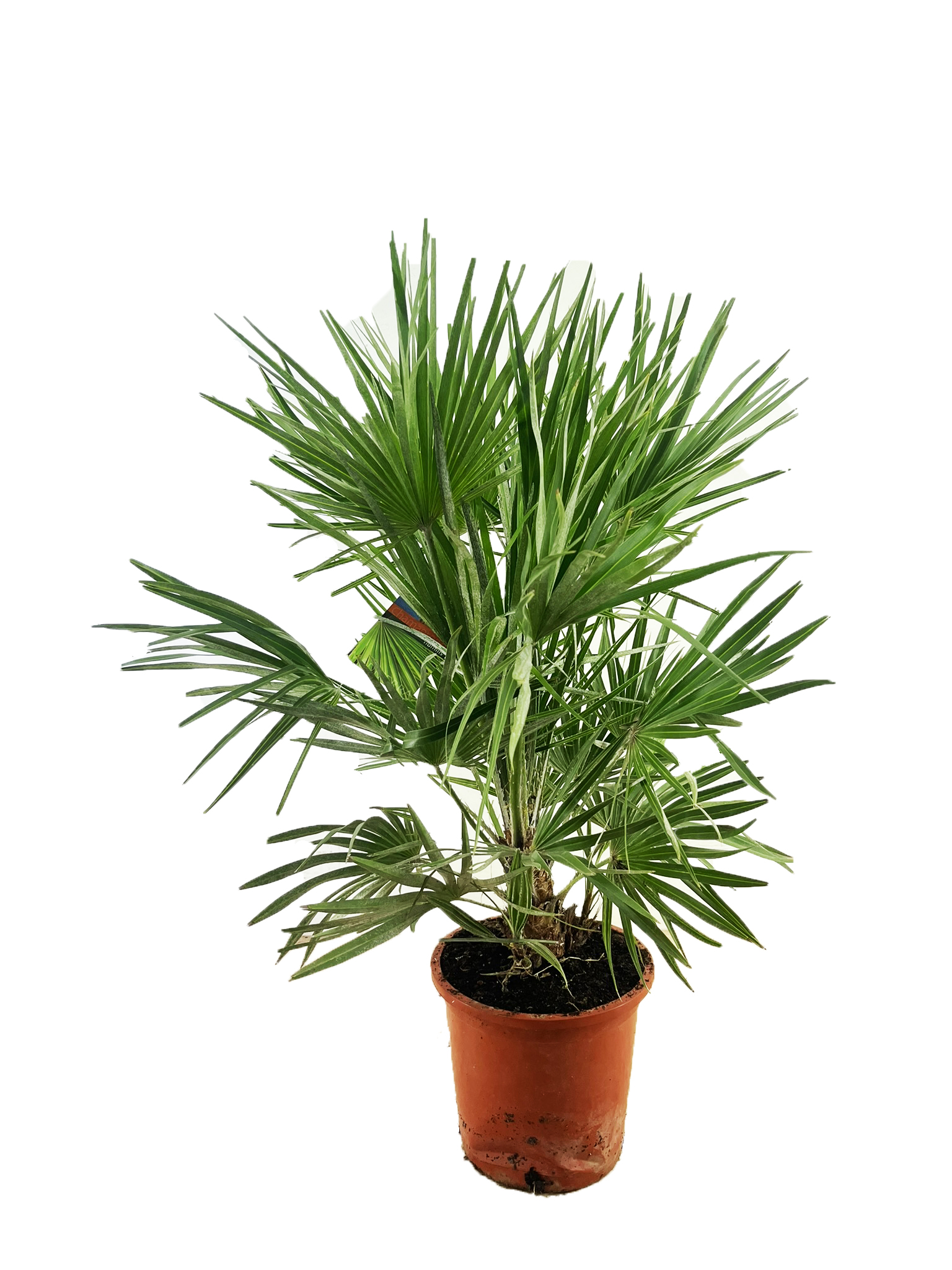 Picture of Chamaerops humilis P27 (7.5 Ltr)