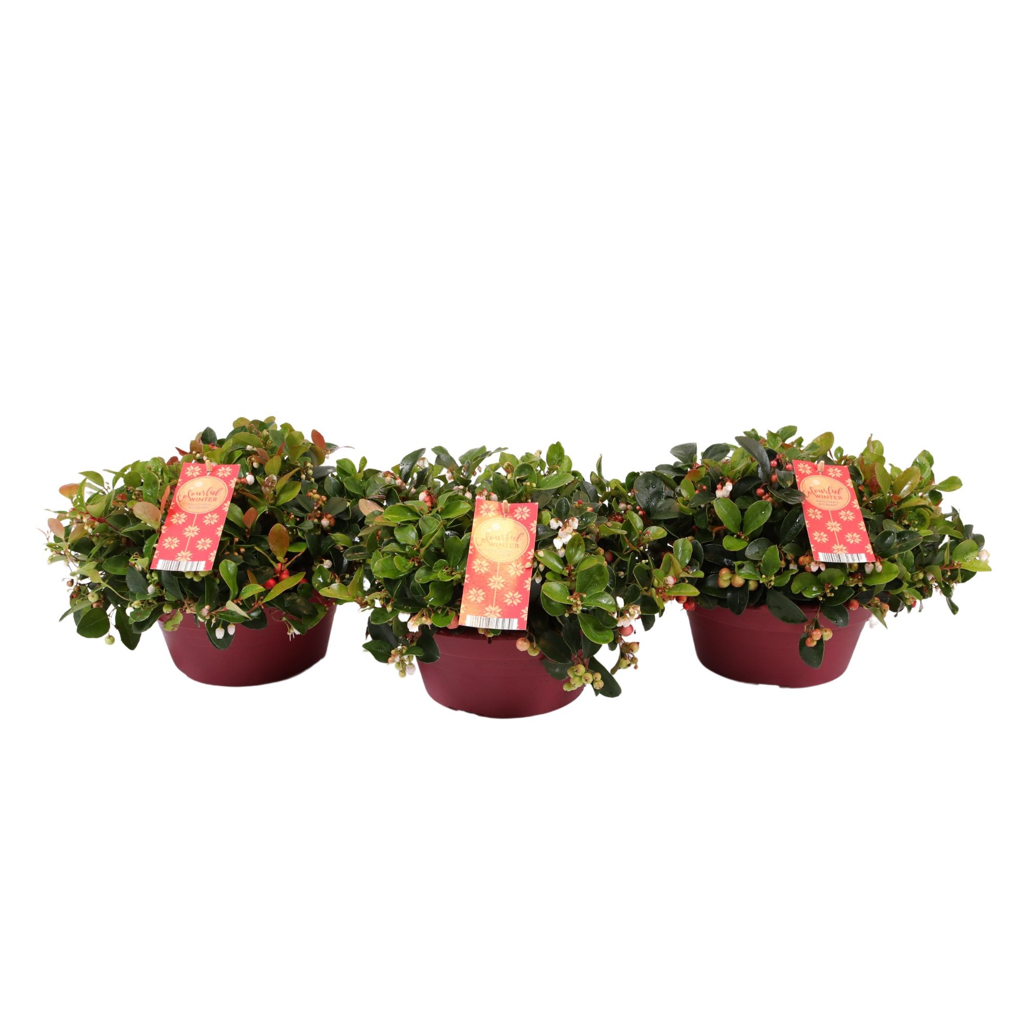 Picture of Gaultheria Big Berry (bowl) P23 (5 Ltr)