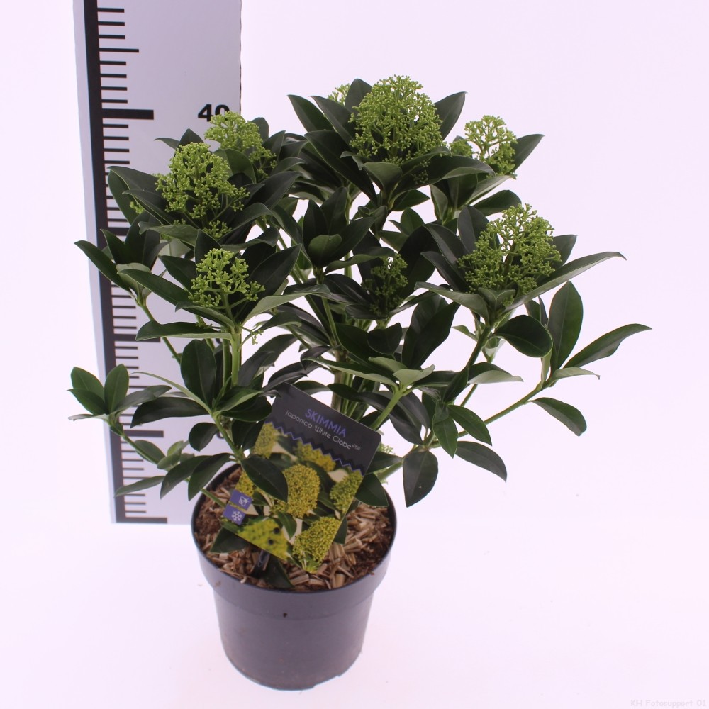 Picture of Skimmia jap. 'White Globe'