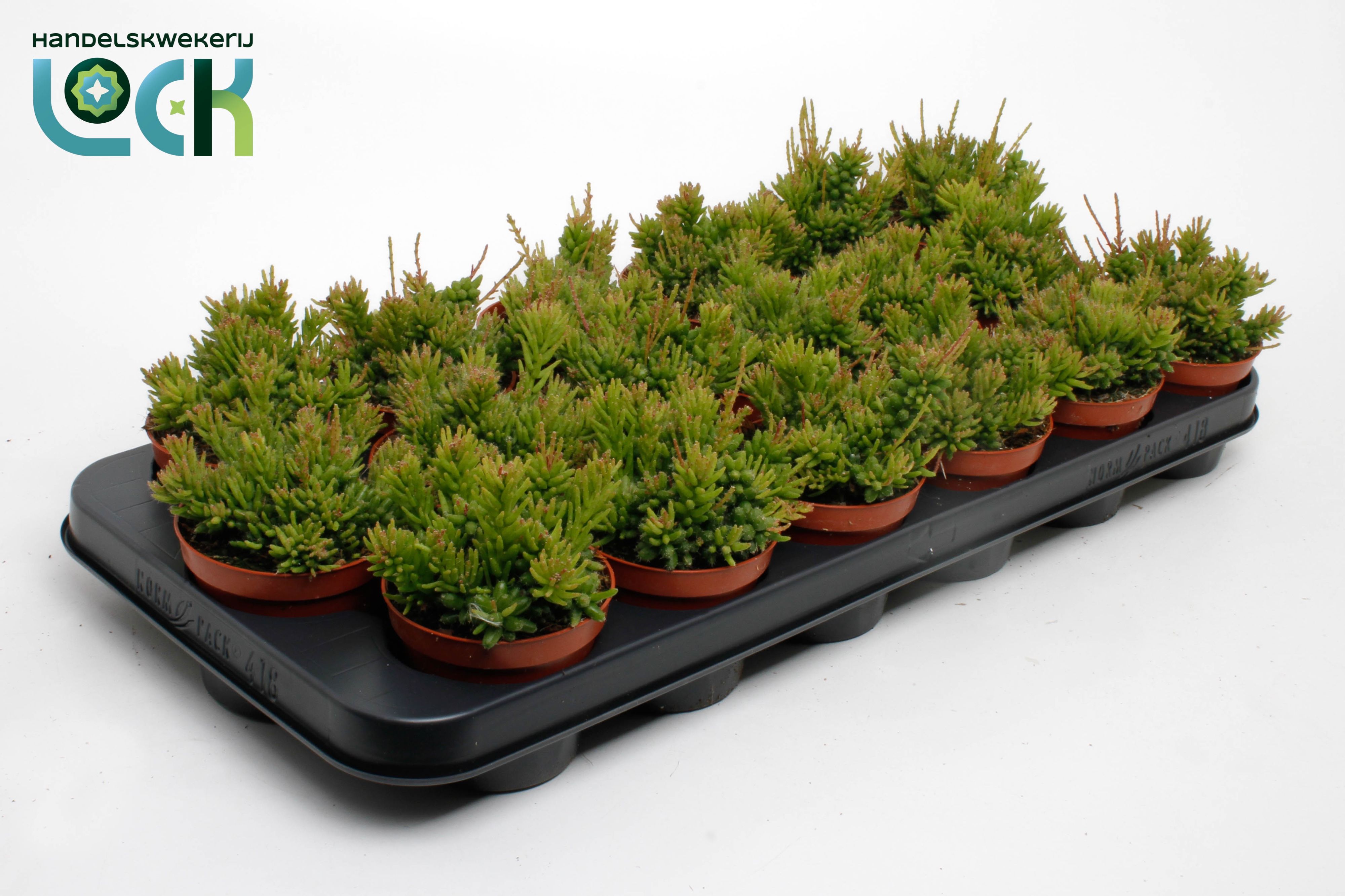 Rhipsalis Mesembryan 508Ø 10cm