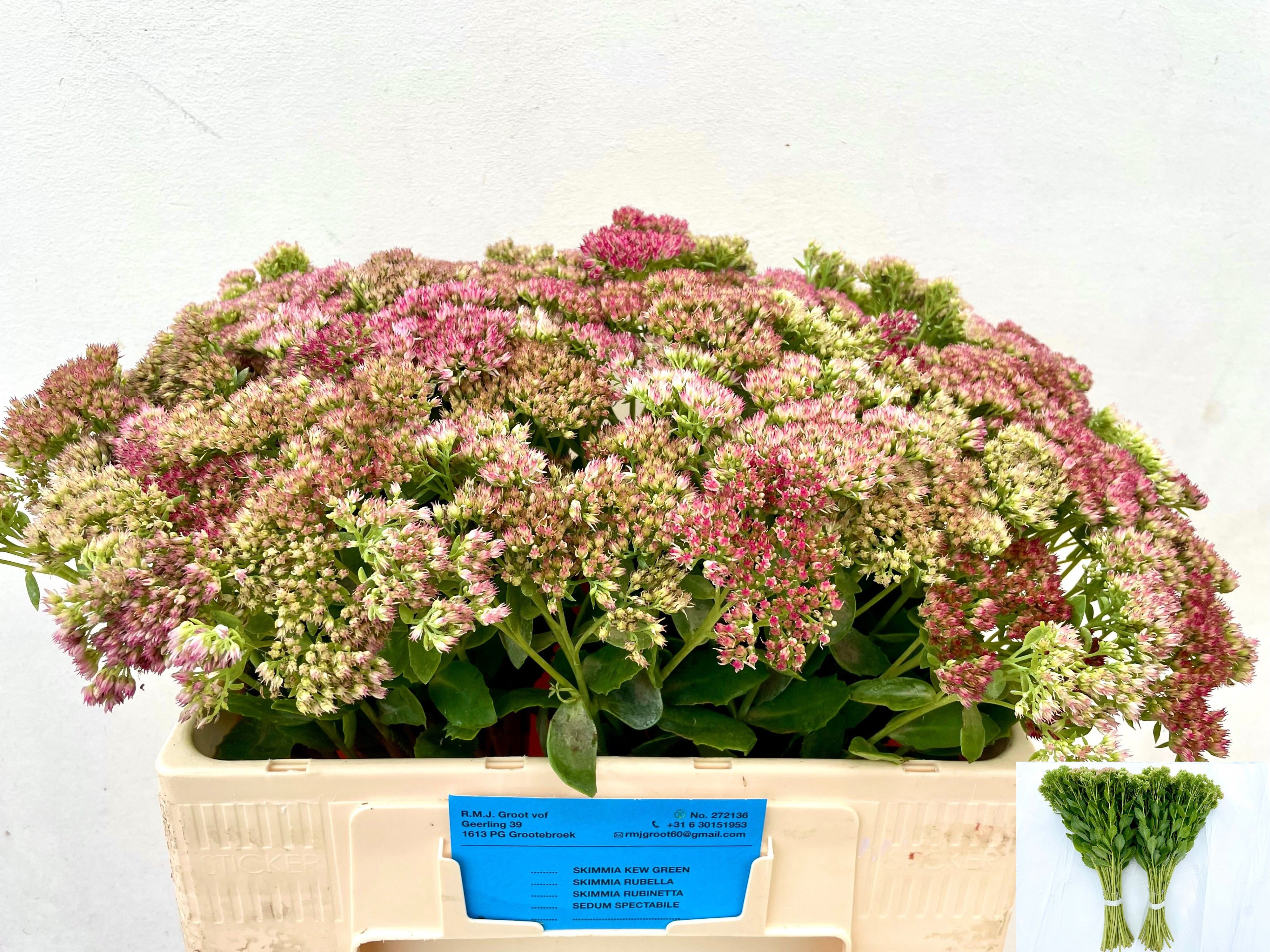 Sedum Spect Pink 50cm