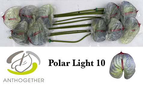 Anth A Klb 'polar Light' H% 10