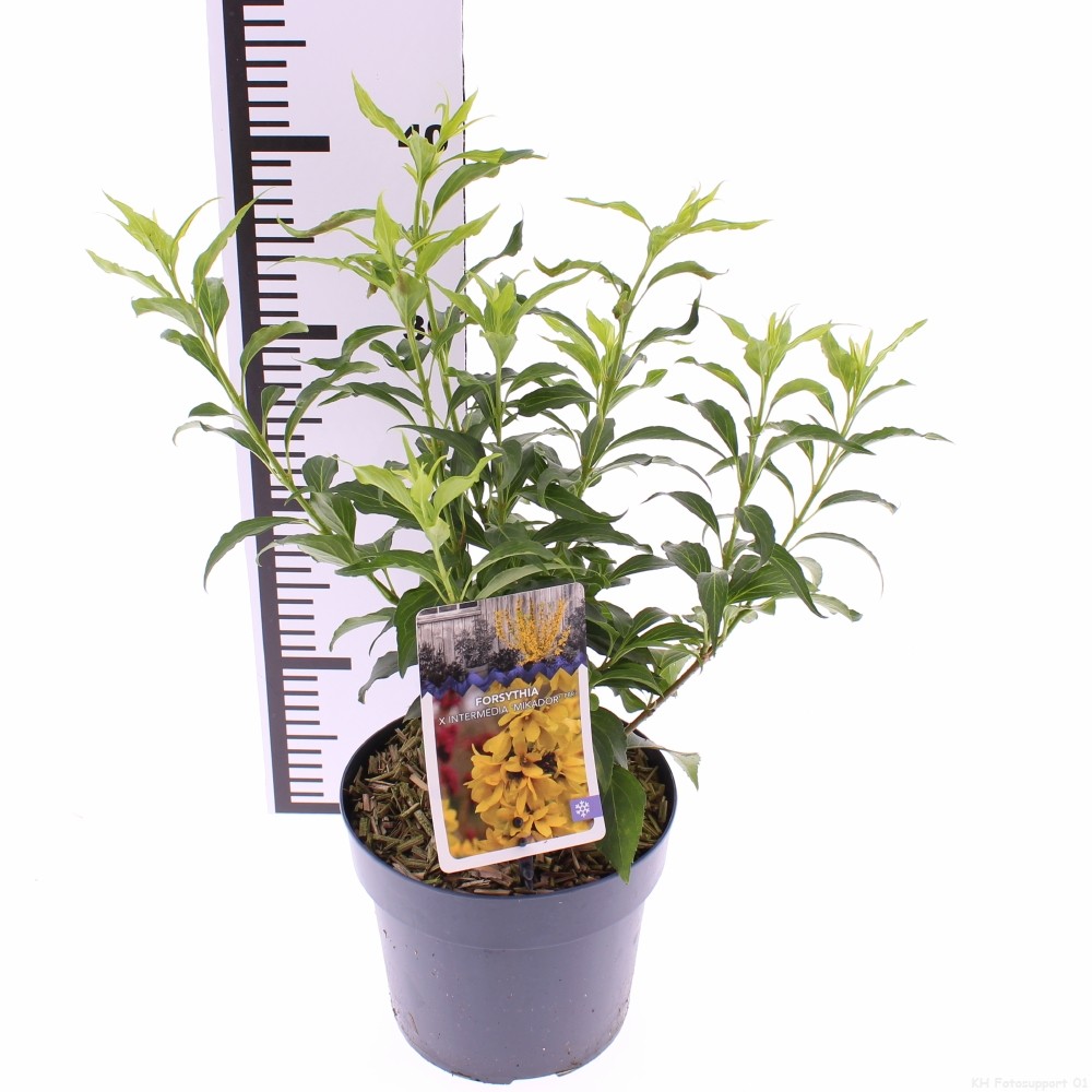 Picture of Forsythia x intermedia Mikador P17 (2 Ltr)