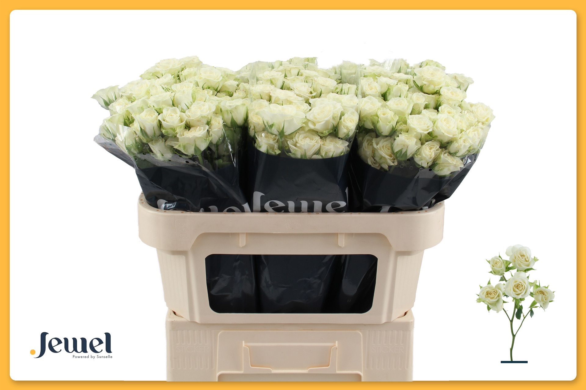 Rosa Spr Snowflake 70cm
