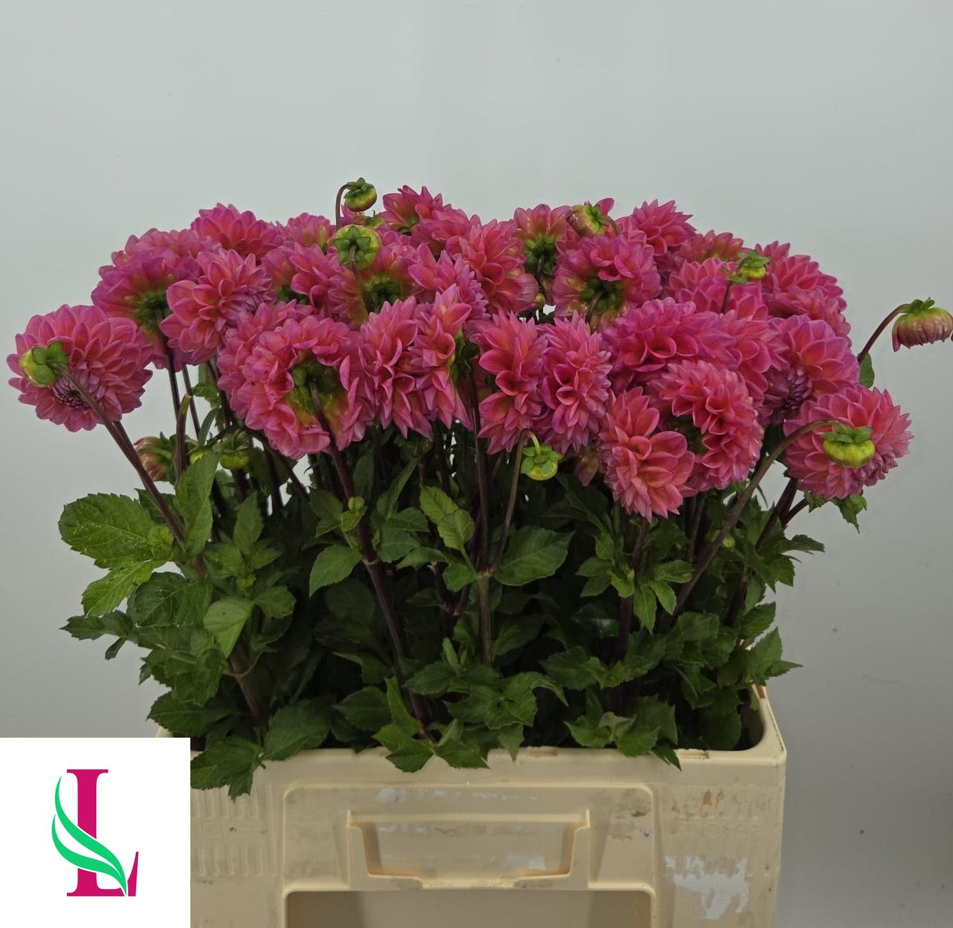 Dahl Dikara Superb 60cm