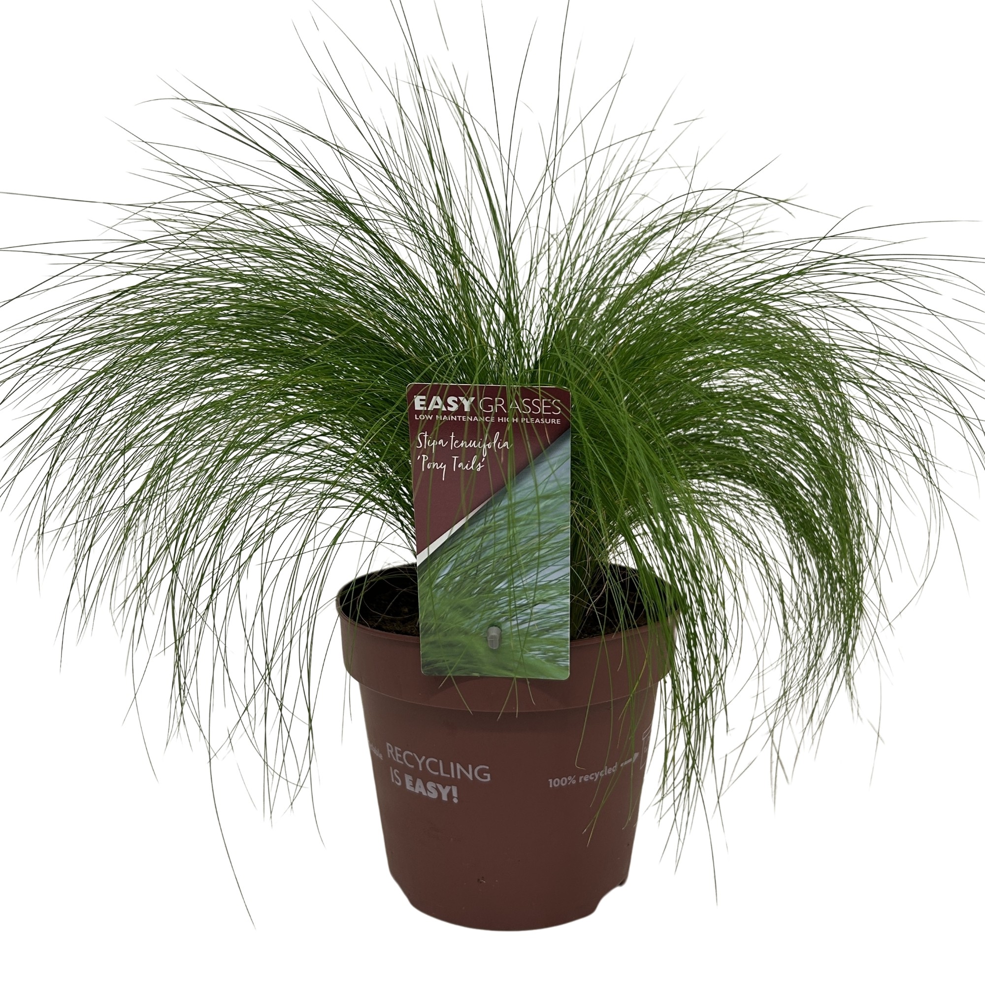 Picture of Stipa tenuifolia Pony Tails