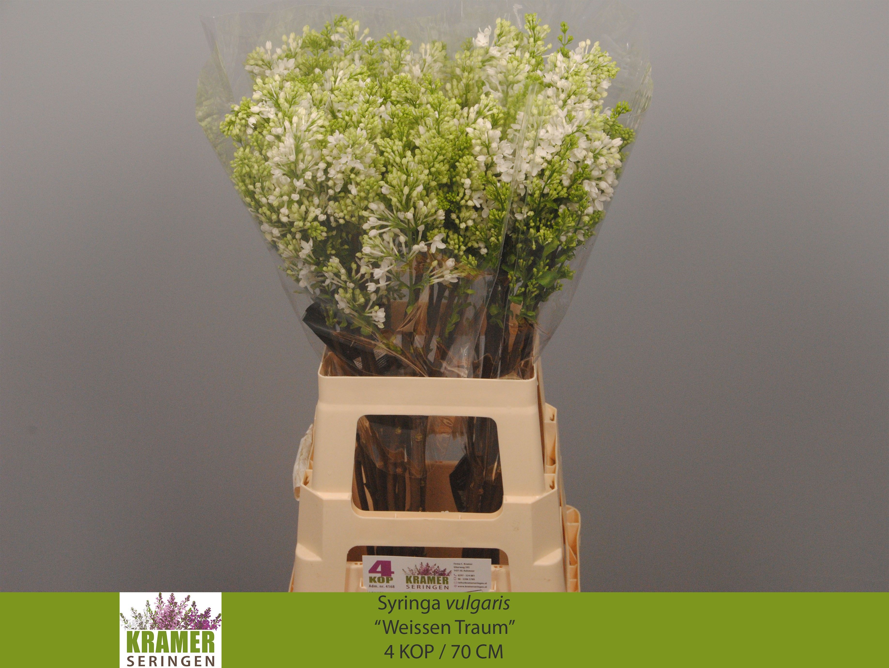 Syringa Engler Weiss 70cm 4