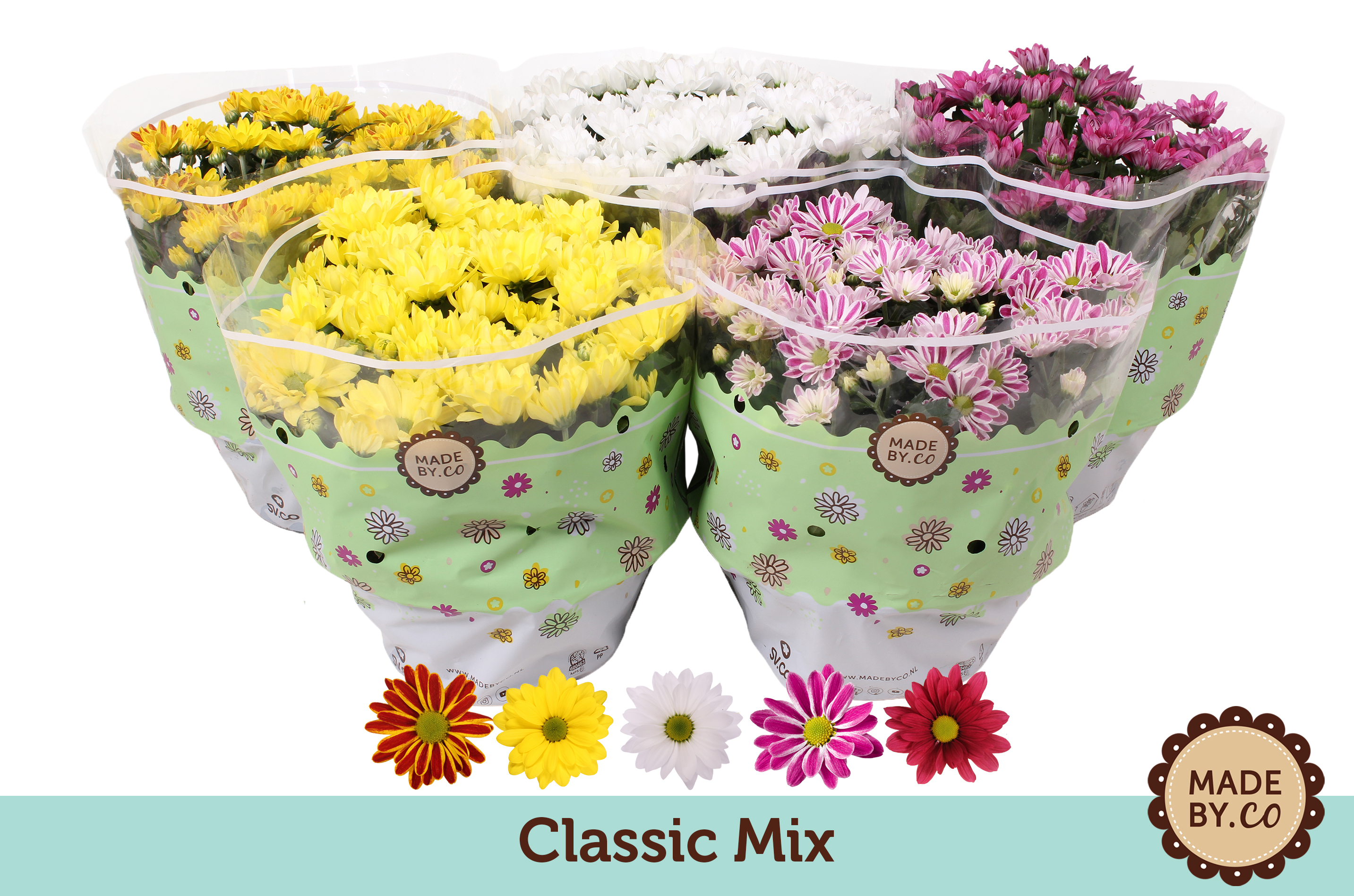 Picture of Chrysant Classic Mix - without white P23 27cm