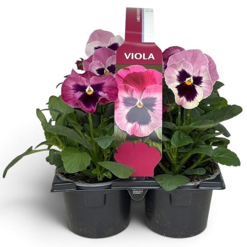 Viola Sixpack Viola F1 Pink With Blotch