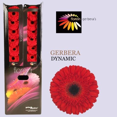 Ge Gr Dynamic