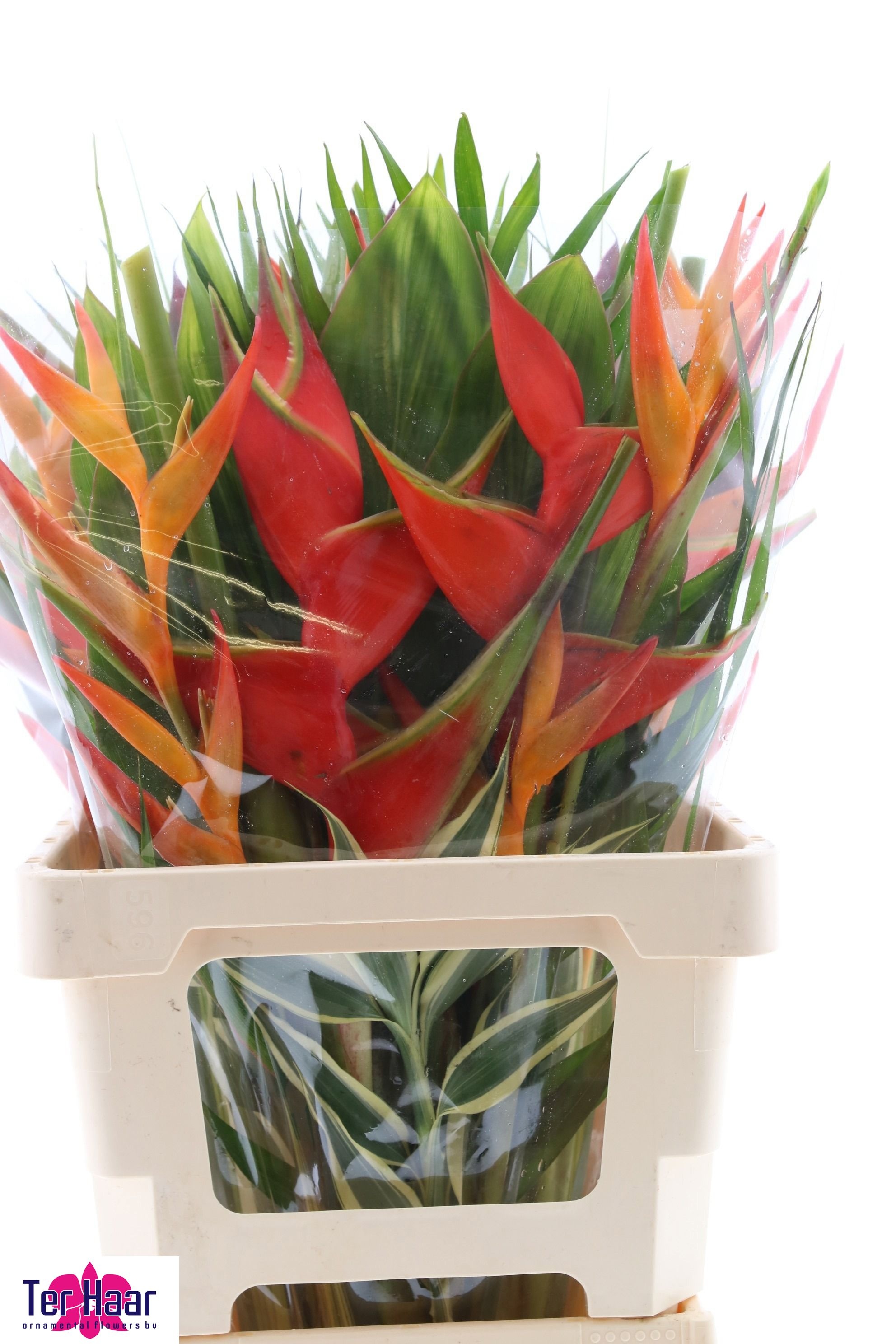Heliconia Bouquet 70cm