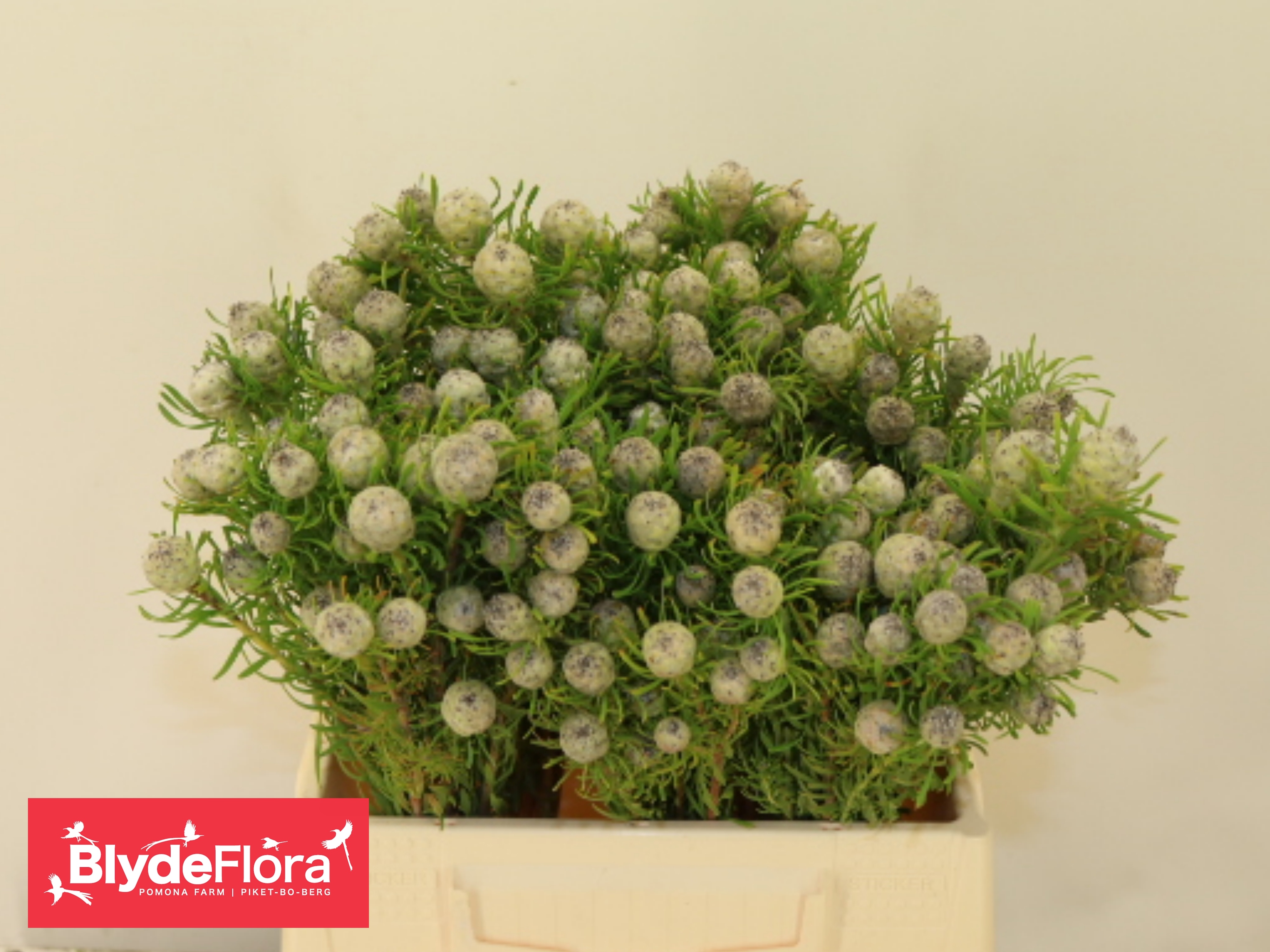 Leucadendron L Jad Pe Vert 40cm