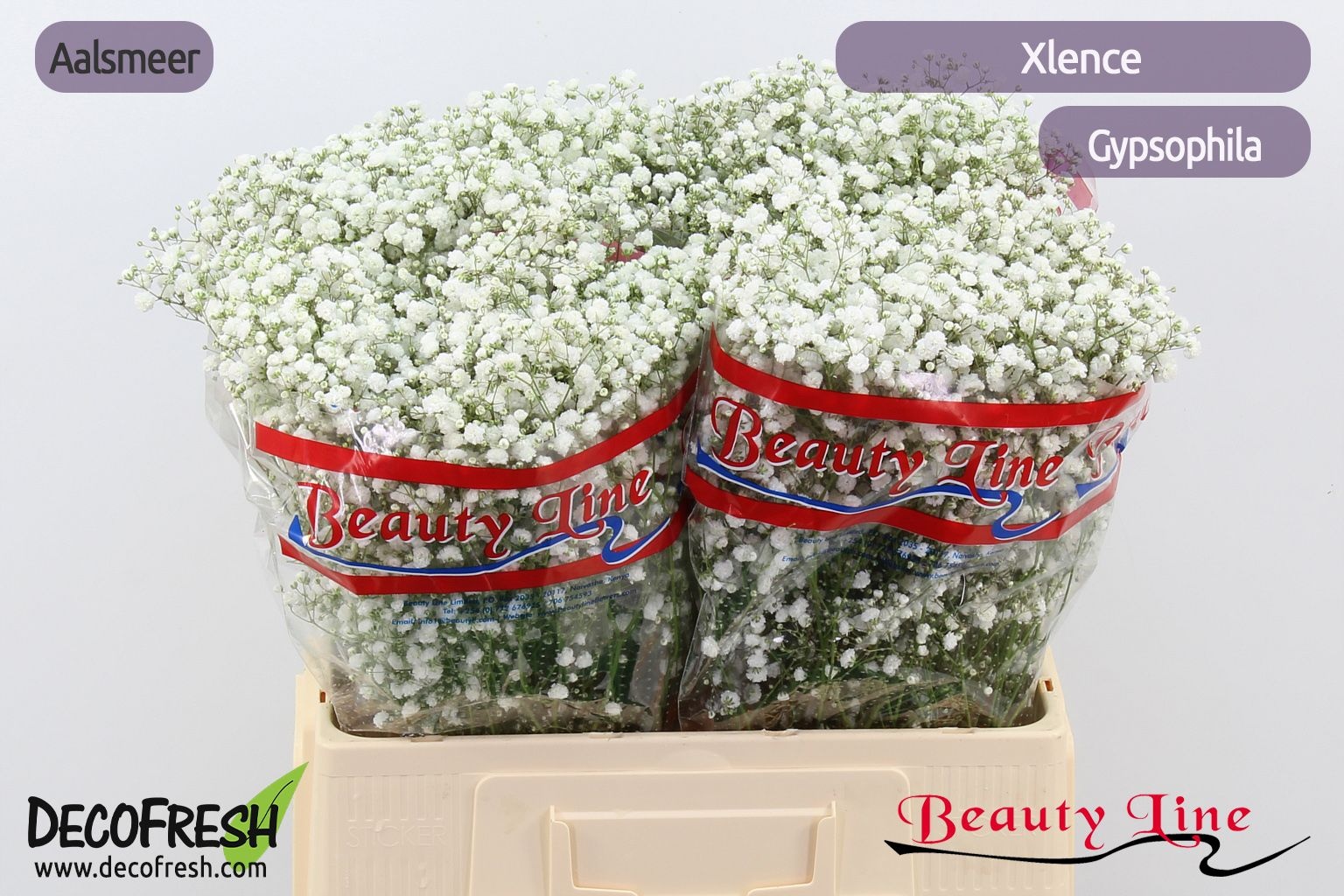 Gypsophila Xlence White 60cm 10gram