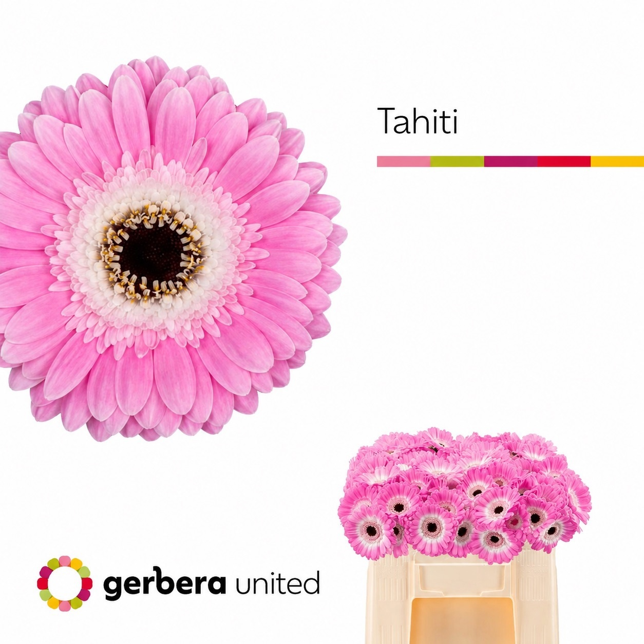 Gerbera Mini Tahiti