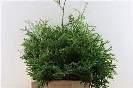 Thujopsis Dolabr Bs 40cm