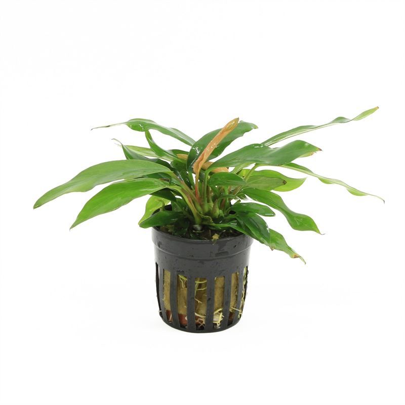 Anubias minima
