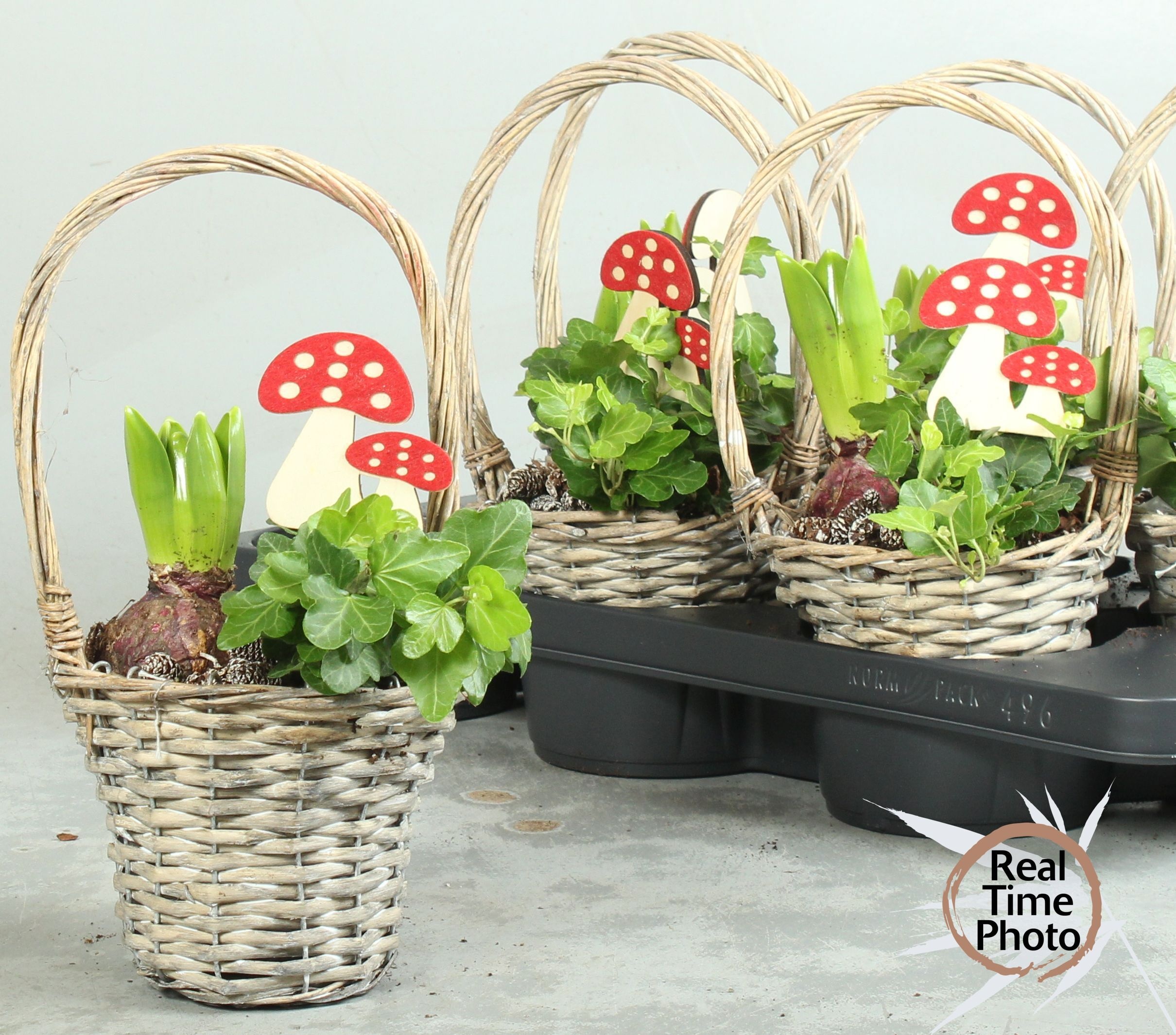 Arr Tuinplanten 15P 35cm