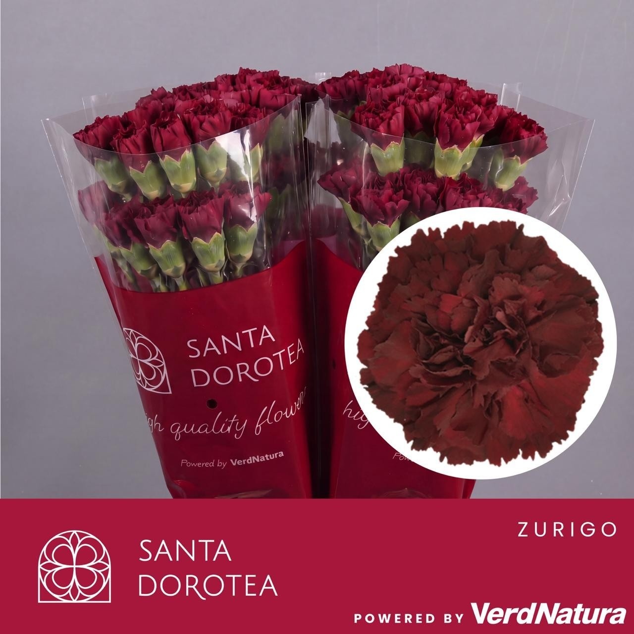 Dianthus St Zurigo 60cm