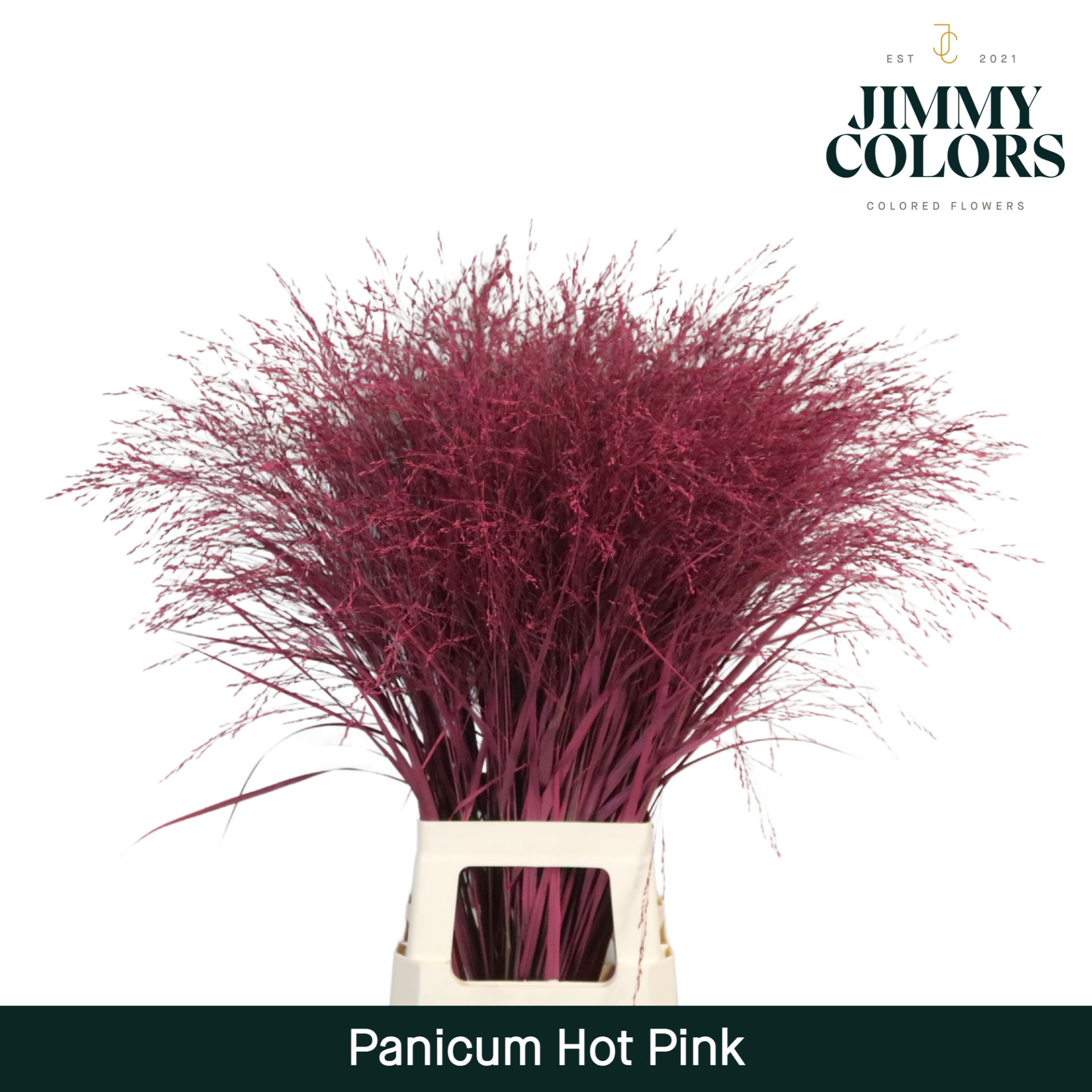 Panicum L90 Hot Pink