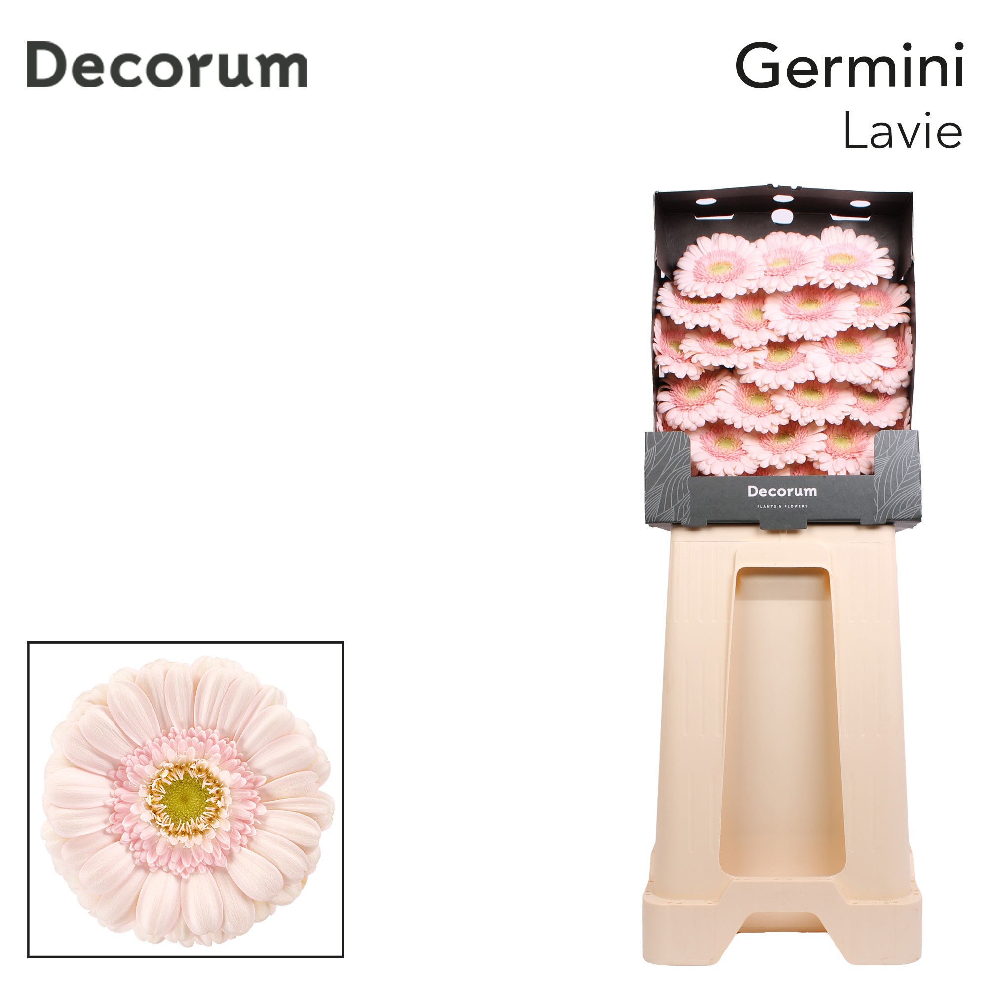 Germini Lavie Diamond