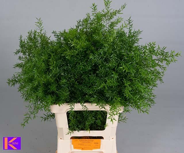 Asparagus Densifl Cwebe 60cm