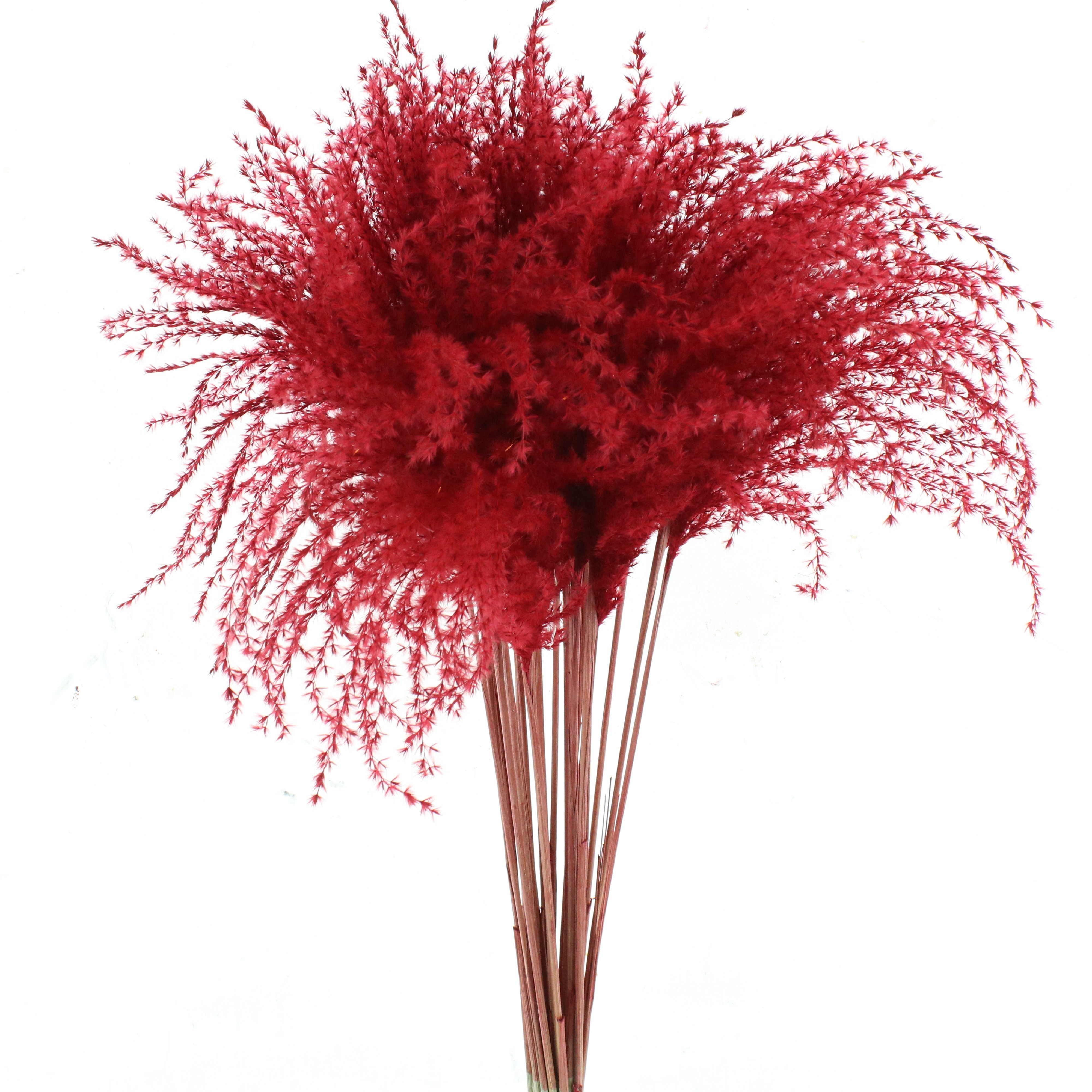 Ornamental Grass Painted (PANICUM)