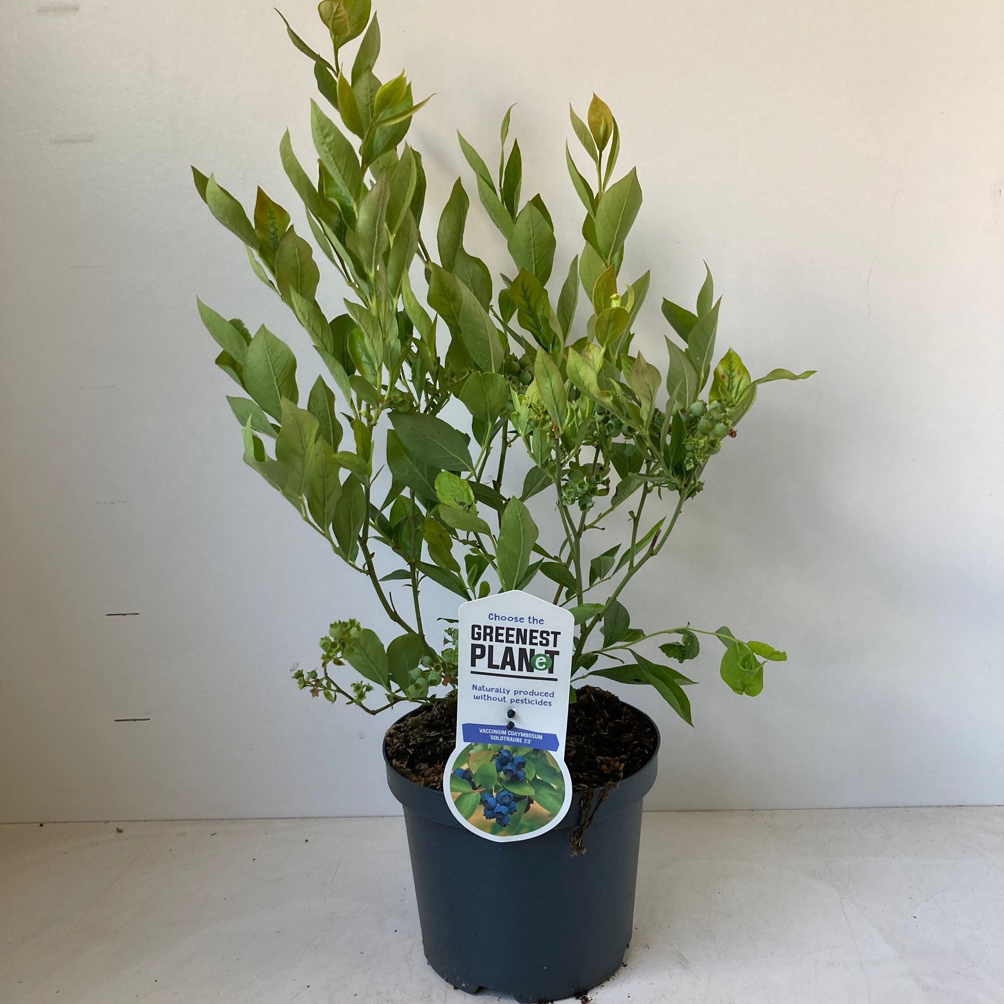 Picture of Vaccinium corymbosum 'Goldtraube'