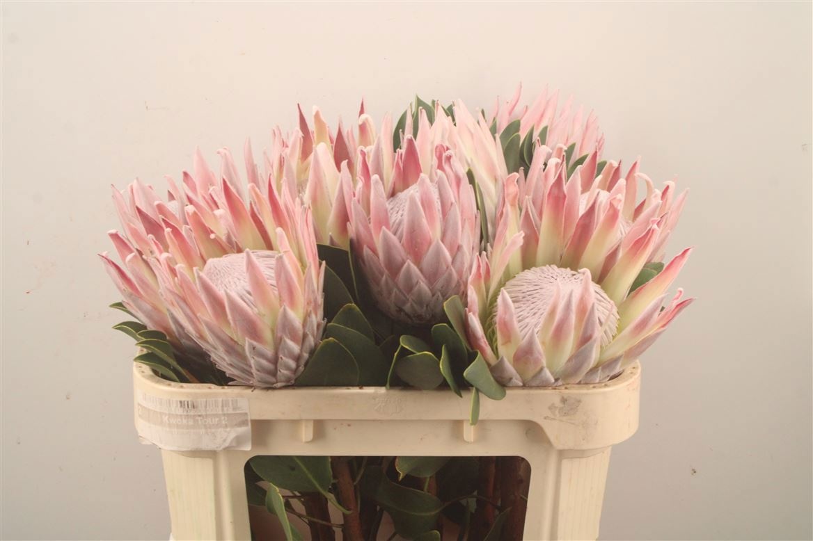 Protea Cynaroides 70cm