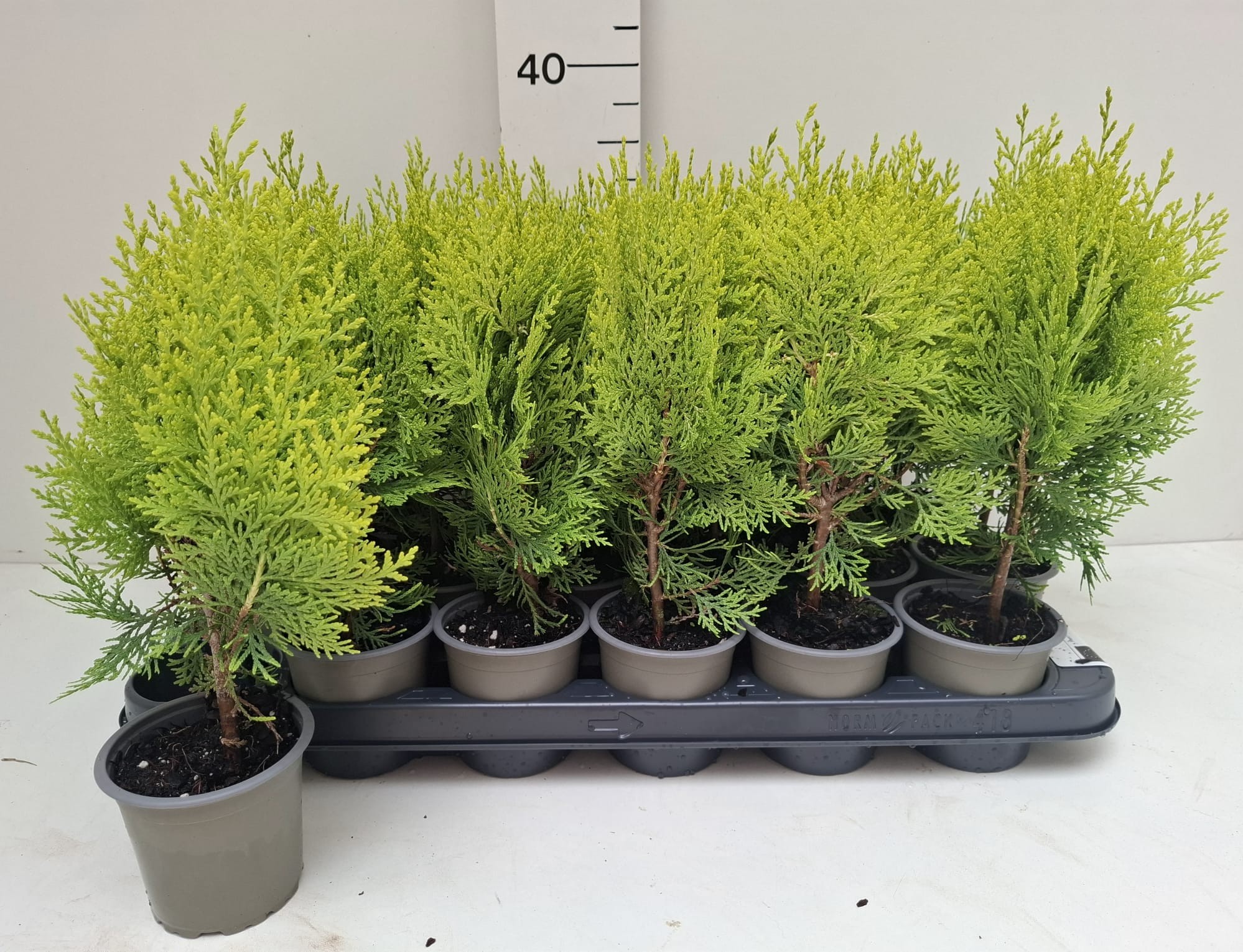 Platycladus orientalis 'Aurea Nana'