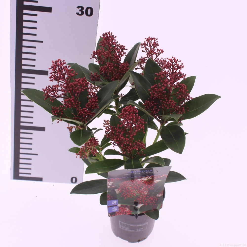Picture of Skimmia jap. 'Rubella'