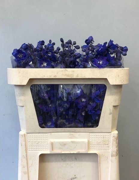 Delph Du Devo N Blue 70L.cm 34bloei